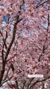 🌸🌸🌸 Varma kevään merkki, Toyota Kaivokselan kirsikkapuu kukkii 🌸🌸🌸

#toyotakaivoksela #kirsikkapuukukkii #cherrybl...